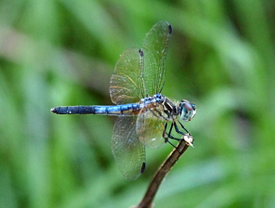 [A close side view of a dragonfly perched on the tip of a branch. His eyes still have a touch of brown at the top. Normally segments 8 thru 10 are black, but this dragonfly has segments 7 thru 10 black.]